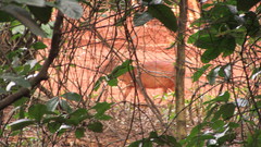 Cephalophorus natalensis