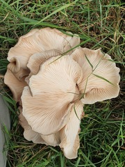 Pleurotus tuber-regium