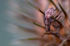 Stictopleurus punctatonervosus