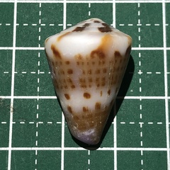 Conus capitaneus
