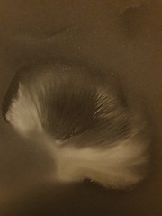 Pleurotus tuber-regium
