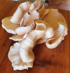 Pleurotus tuber-regium
