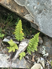 Dryopteris alpestris