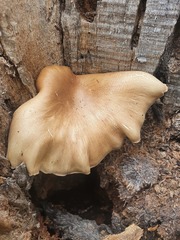 Pleurotus tuber-regium