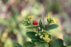 Wikstroemia retusa