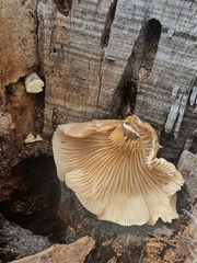 Pleurotus tuber-regium