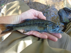 Micropterus coosae