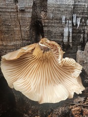 Pleurotus tuber-regium