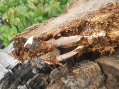Pleurotus tuber-regium