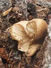 Pleurotus tuber-regium