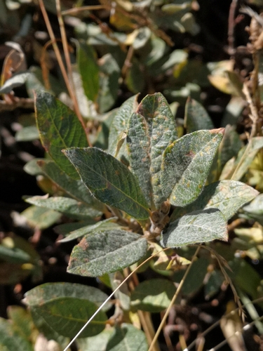 Image of Salix helvetica by (c) E. A., some rights reserved (CC BY)