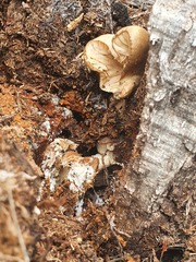 Pleurotus tuber-regium