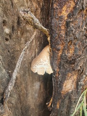 Pleurotus tuber-regium