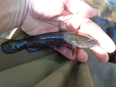 Ameiurus brunneus
