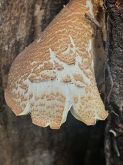 Pleurotus tuber-regium