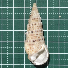 Rhinoclavis sinensis