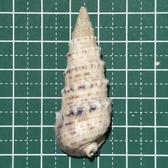 Rhinoclavis sinensis