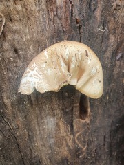 Pleurotus tuber-regium