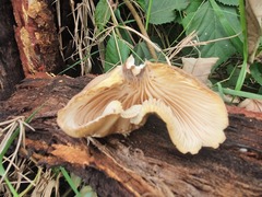 Pleurotus tuber-regium