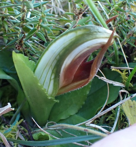 Image of Pterostylis cucullata by no rights reserved