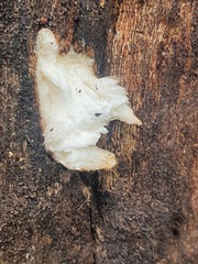 Pleurotus tuber-regium
