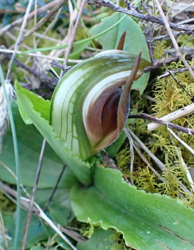 Image of Pterostylis cucullata by no rights reserved