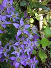 Gentianella austriaca