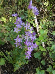 Gentianella austriaca