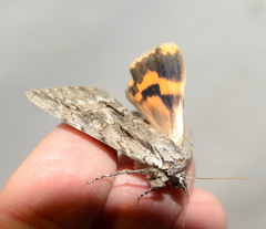 Catocala habilis