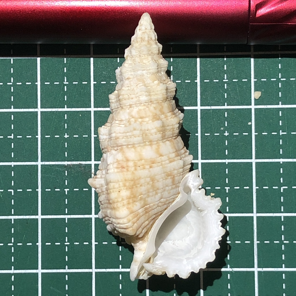 Prickly Horn Snail