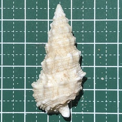 Cerithium echinatum