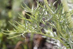 Angelica lineariloba