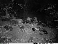 Bdeogale crassicauda