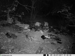 Bdeogale crassicauda