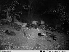 Bdeogale crassicauda