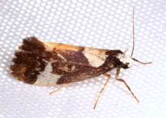 Philenora elegans