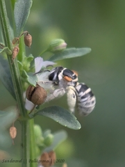 Pseudapis oxybeloides