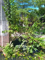 Cephalanthus tetrandra