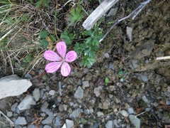 Geranium hayatanum
