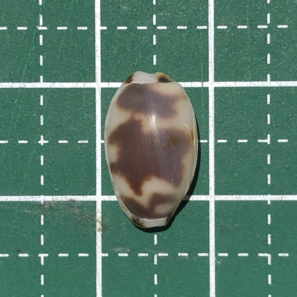 Kiener's Cowry