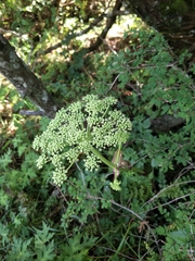 Angelica morrisonicola