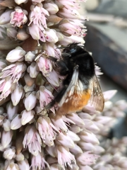 Bombus pyrosoma