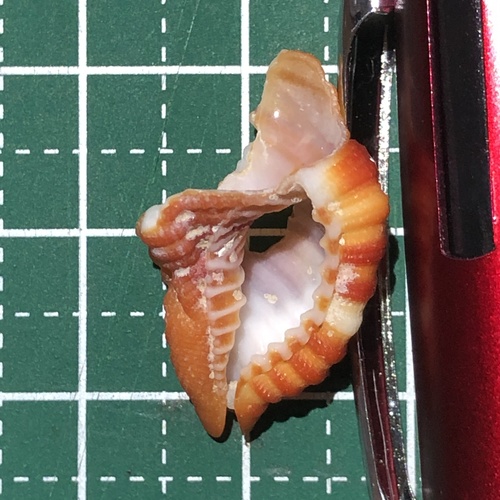 ショウジョウラ