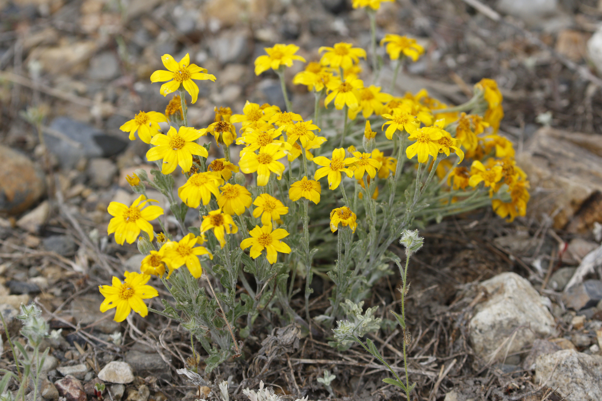 Eriophyllum lanatum var. integrifolium