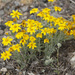 Eriophyllum lanatum integrifolium - Photo (c) Donna Pomeroy,  זכויות יוצרים חלקיות (CC BY-NC), הועלה על ידי Donna Pomeroy