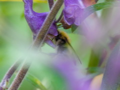 Bombus consobrinus