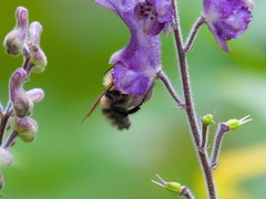 Bombus consobrinus