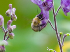 Bombus consobrinus