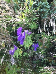 Aconitum fukutomei