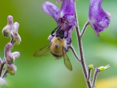 Bombus consobrinus